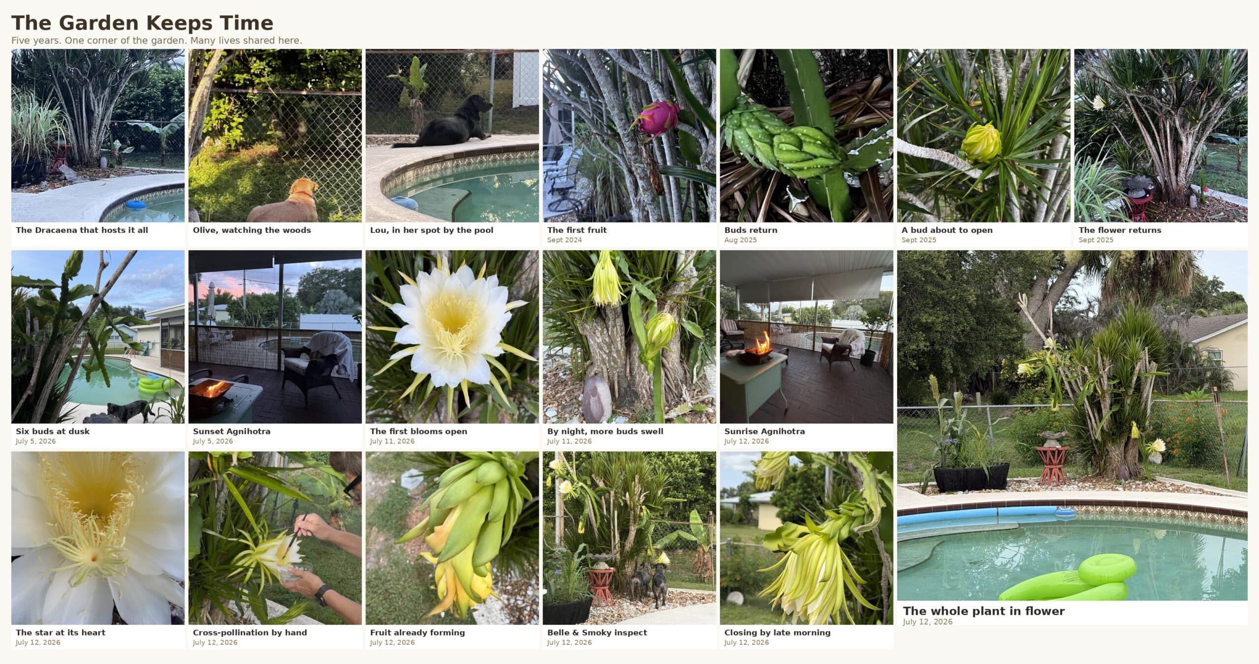 Growing dragon fruit in Florida taught me that the extraordinary is built slowly. Five patient seasons, one corner of the garden, and the companions who shared it.