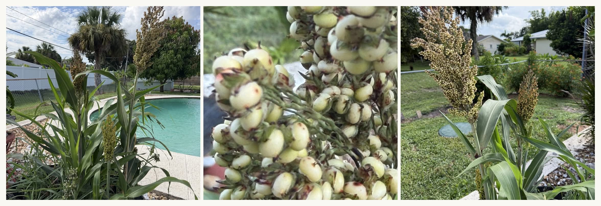 Mature millet seed heads in the garden, from a close view of the pale grain to the whole plant standing beside the pool