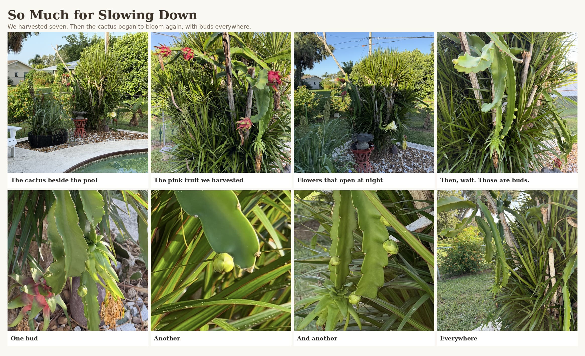 The dragon fruit cactus beside the pool: the harvested pink fruit, night-blooming white flowers, and the new green buds now appearing all over the plant