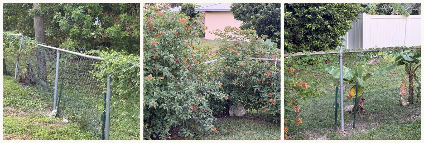 Three views: the chain-link fence, the firebush the vine has occupied, and the banana plants it is spreading toward