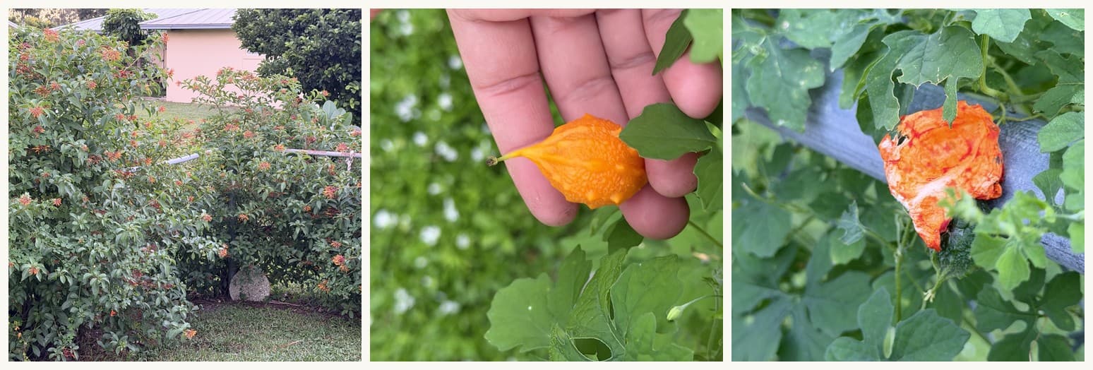 Bitter melon in the firebush, a ripe orange fruit held in a hand, and one fruit already split open to red-coated seeds