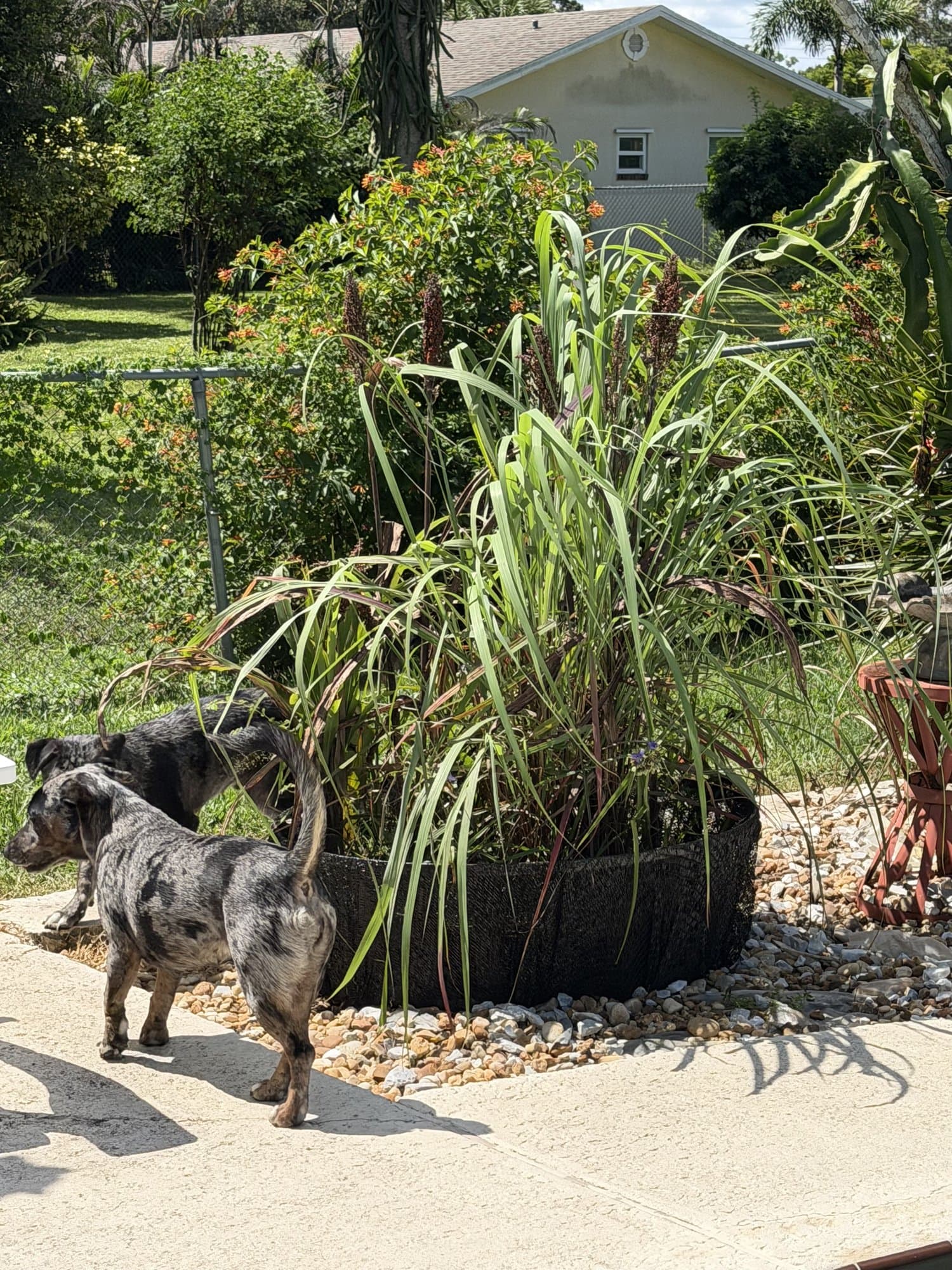 Lemongrass filling a planter with millet seed heads standing in the middle of it