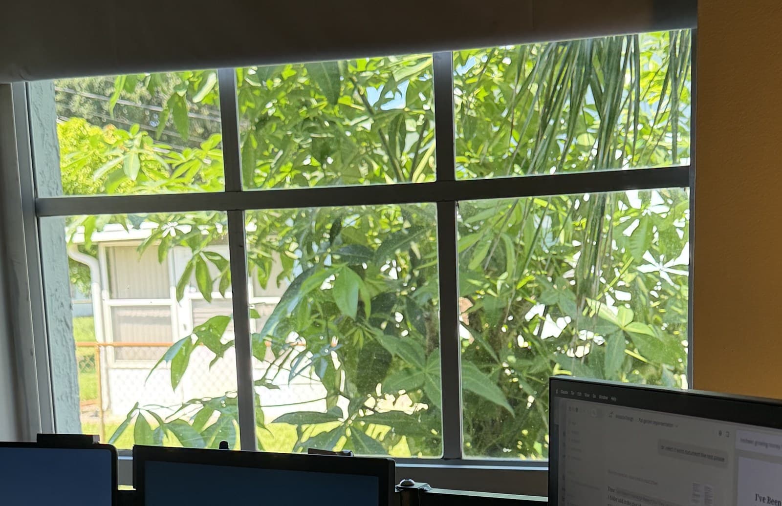 The Money Tree filling the window beside a desk