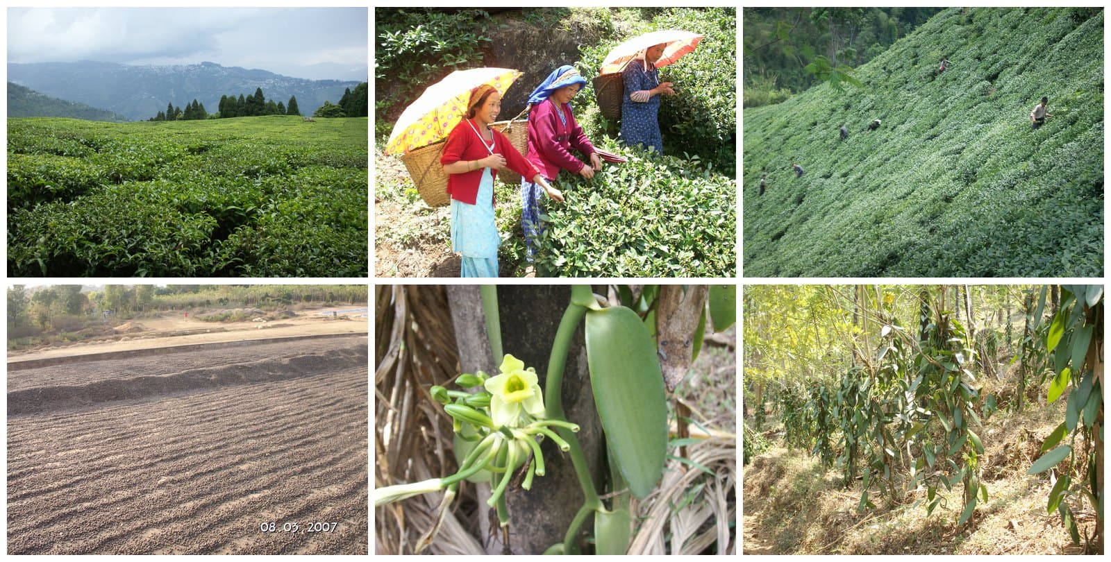 Collage: tea gardens in Darjeeling, pluckers with baskets and umbrellas, a steep tea slope, a coffee drying yard, a vanilla flower, and vanilla growing in forest
