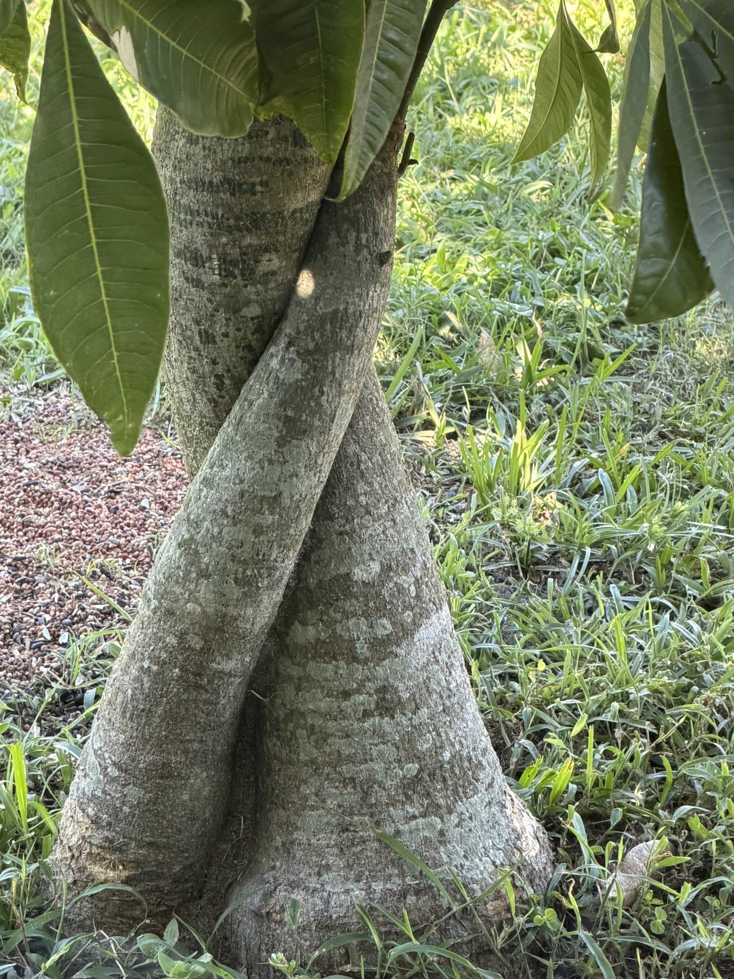 Two fused trunks of the Money Tree, flaring into buttresses at the ground