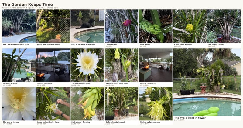 Growing dragon fruit in Florida taught me that the extraordinary is built slowly. Five patient seasons, one corner of the garden, and the companions who shared it.