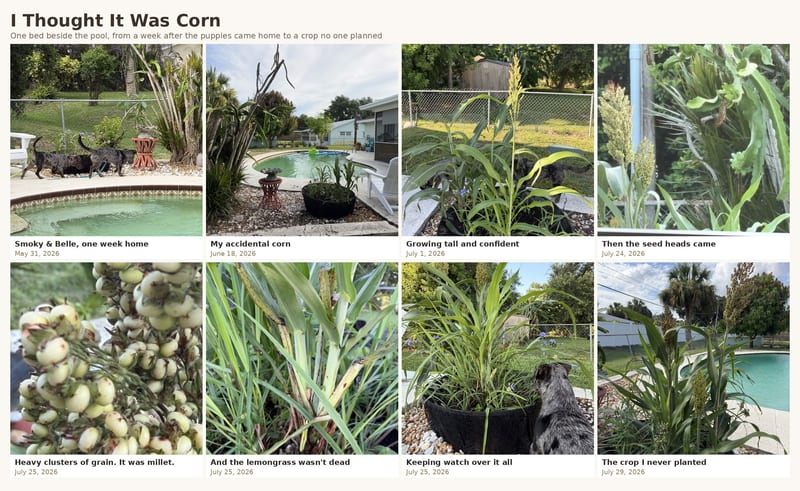 I thought it was accidental corn. It was millet, planted by the birds where my lemongrass had frozen. A story about volunteer plants and observing before you intervene.