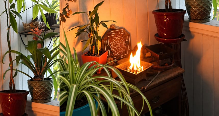 Agnihotra on my balcony surrounded by plants, including the money tree