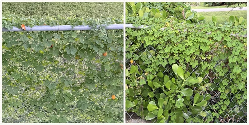 A volunteer bitter melon vine running along the top rail of a chain-link fence and woven through the wire