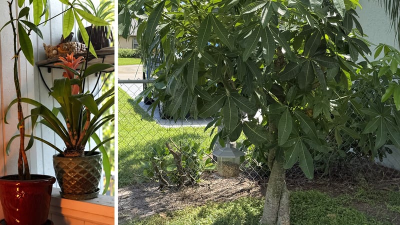 Twelve years ago I bought a Money Tree at a farmers market. A story of Biosol, operational intelligence, systems, memory and unexpected abundance.